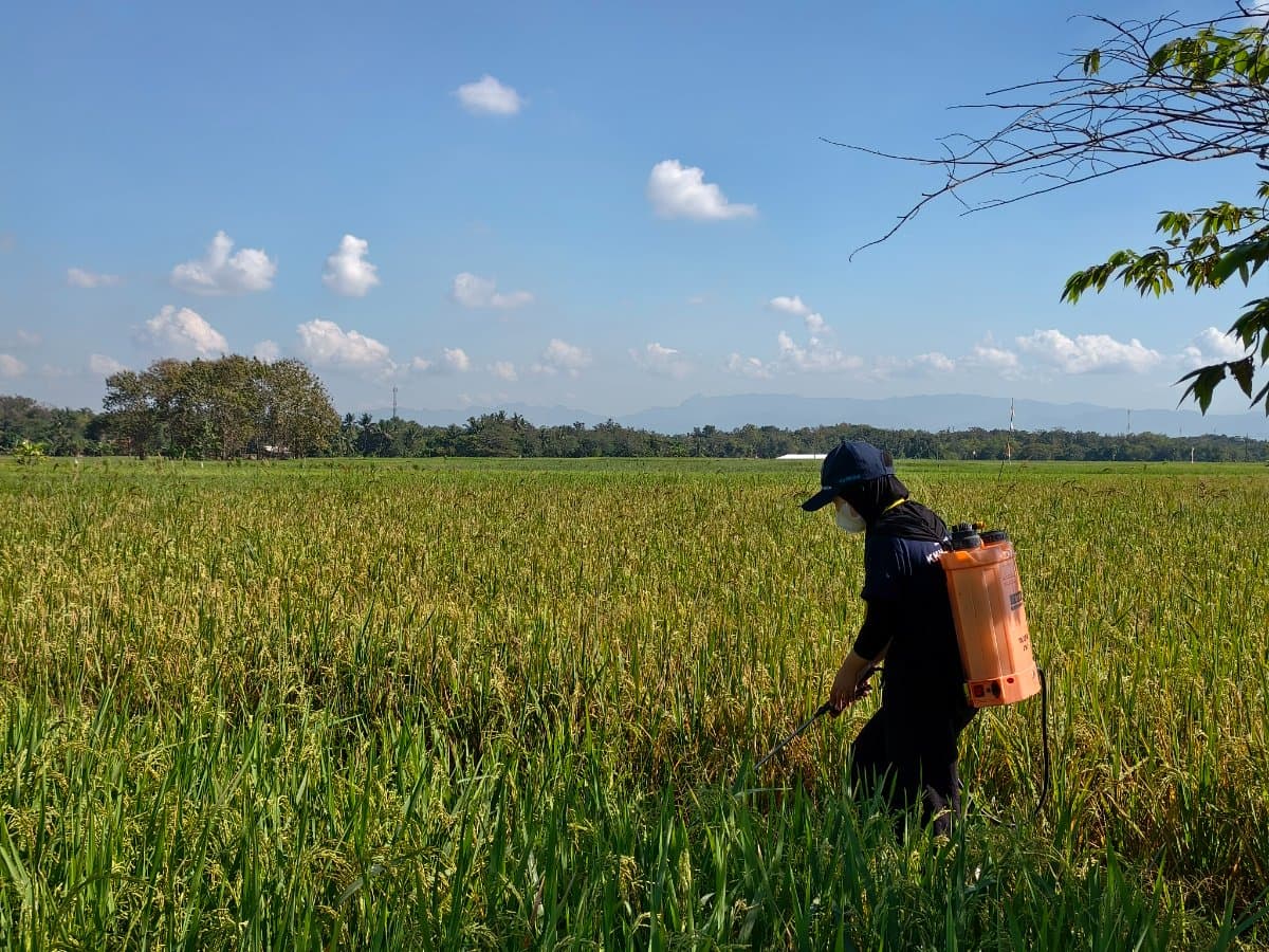 Strategi Efektif Pengendalian Tikus Sawah Pada Budidaya Padi